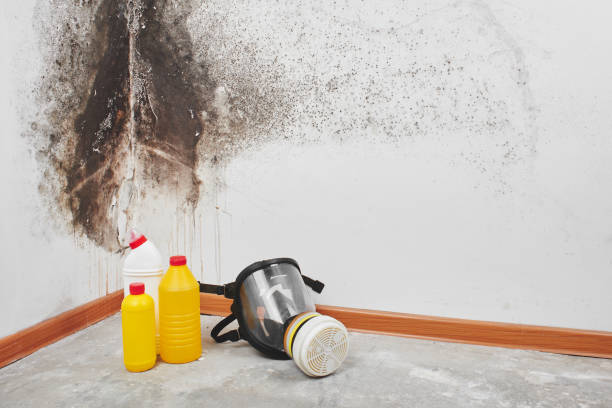Best Attic Mold Removal  in Southworth, WA