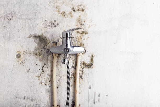 Best Mold Damage Repair  in Southworth, WA