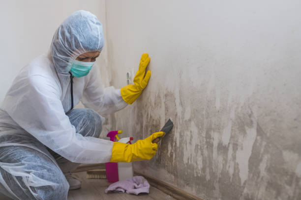 Best Toxic Mold Removal  in Southworth, WA