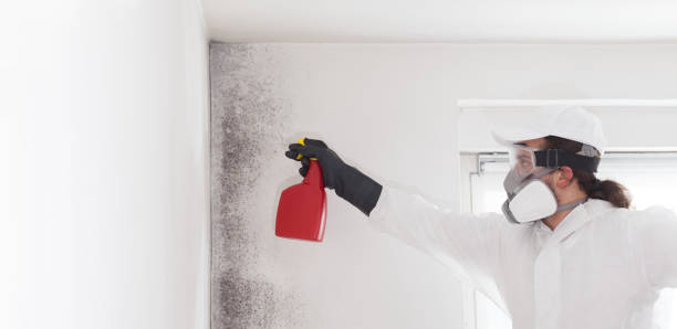 Best Mold Damage Repair  in Southworth, WA
