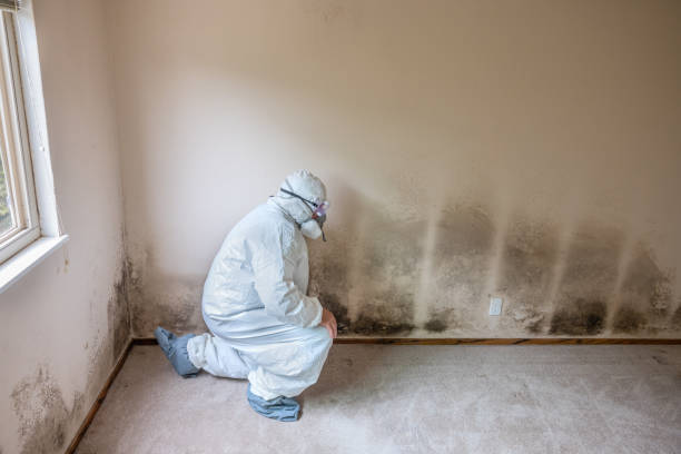 Best Residential Mold Removal  in Southworth, WA