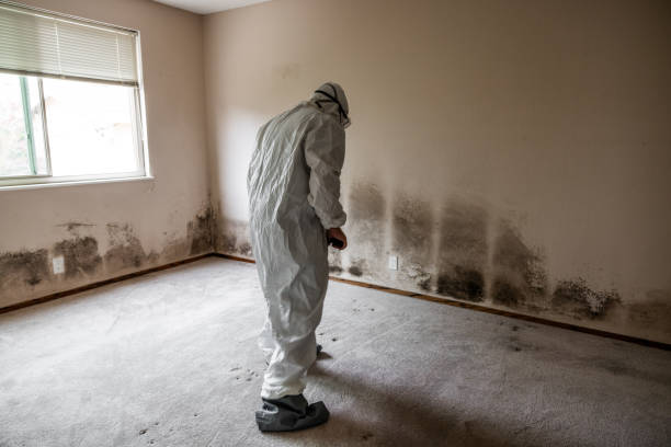 Best Local Mold Removal Service  in Southworth, WA