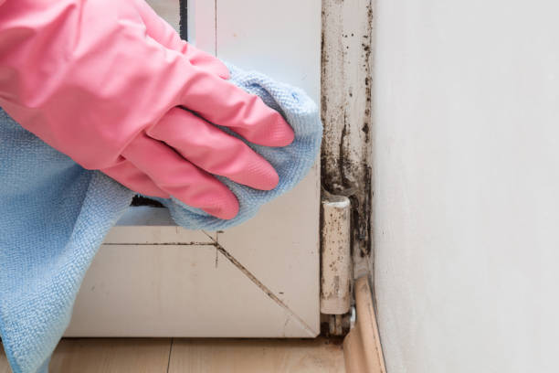 Best Residential Mold Removal  in Southworth, WA